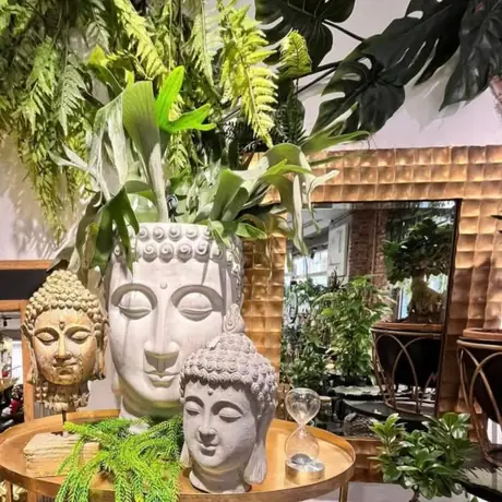 Piante rare e cactus