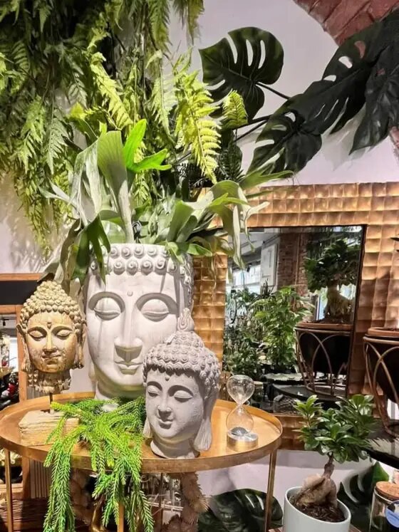L'orchidea non rifiorisce: cosa sbagli e come rimediare