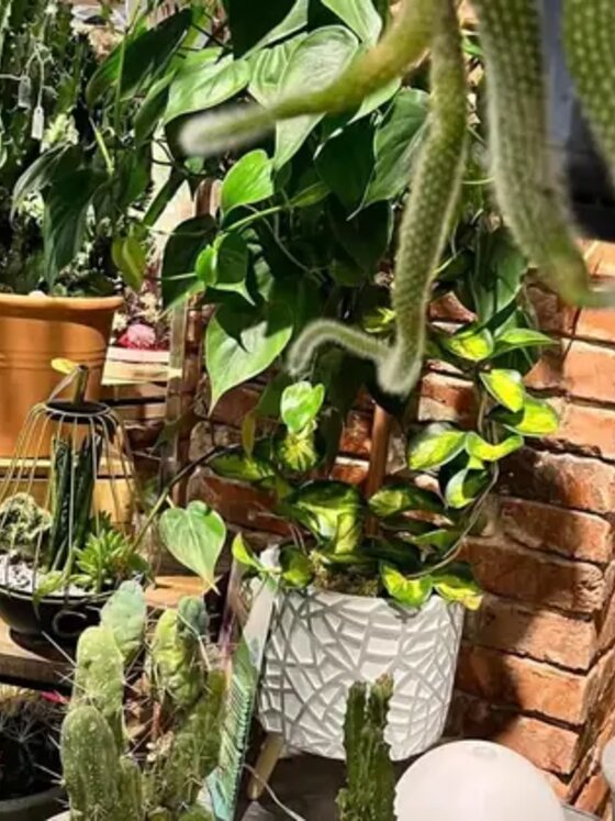Piante rare in casa: quali scegliere e come curarle